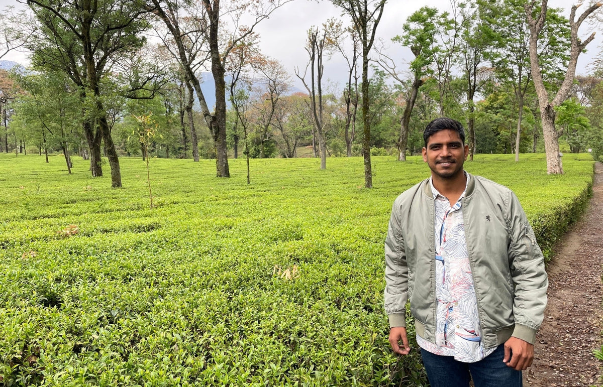 Kangra Tea: India's Hidden Himalayan Gem You've Never Heard Of — Until Now