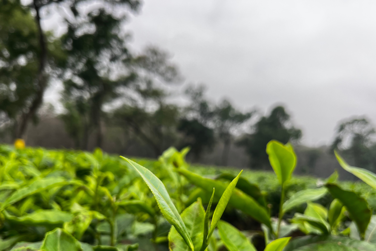First Flush vs Second Flush: A Seasonal Guide to Drinking Tea