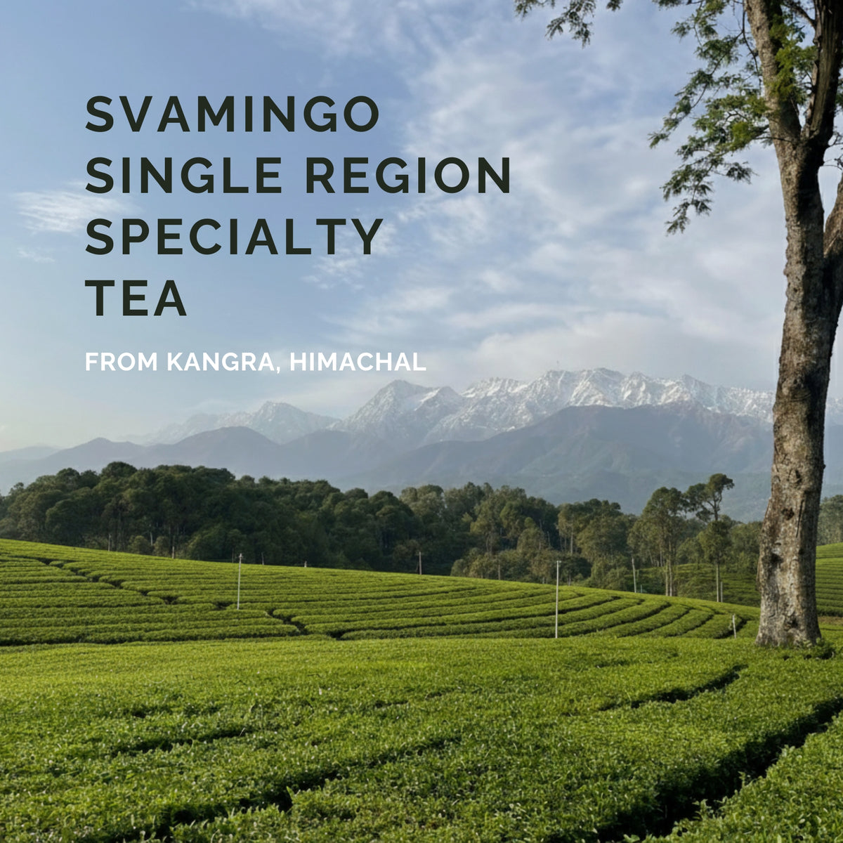 kangra tea estate in kangra himachal pradesh with white snow mountains in the background